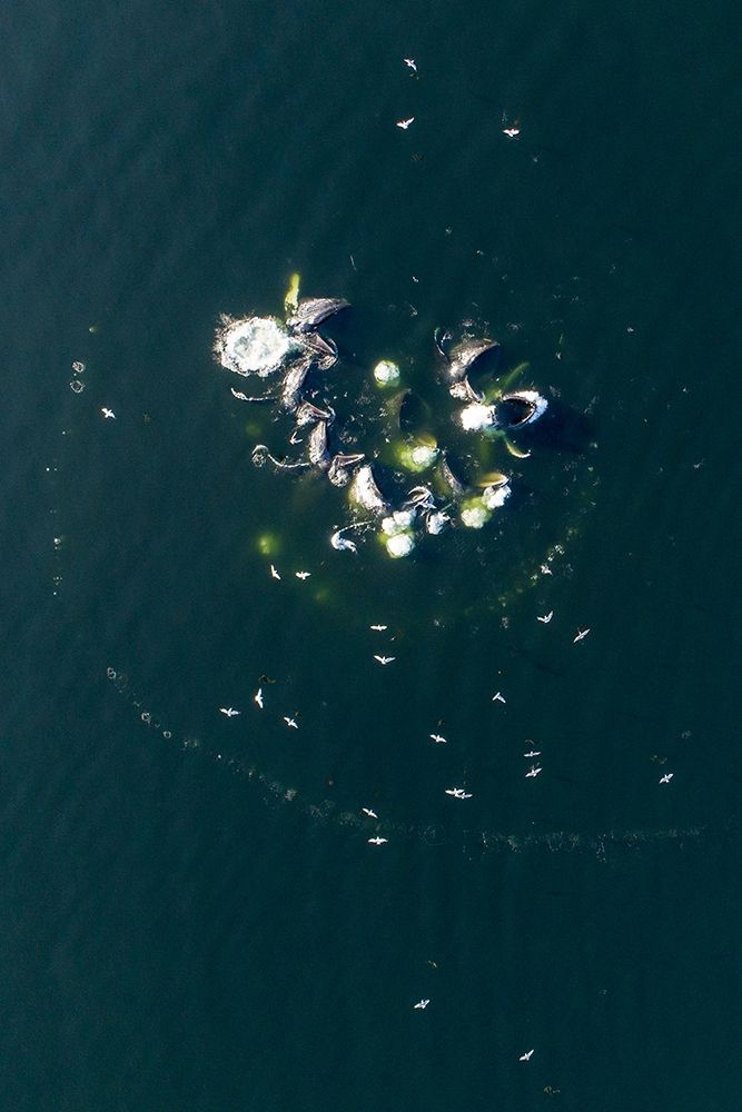 Alaska-Aerial view of Humpback Whales bubble net feeding on school of herring fish